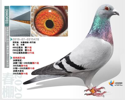 秦皇岛豪飞公棚决赛31名