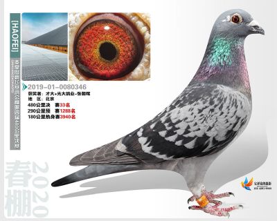 秦皇岛豪飞公棚决赛33名