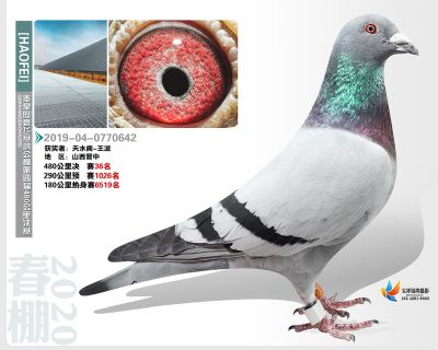 秦皇岛豪飞公棚决赛36名