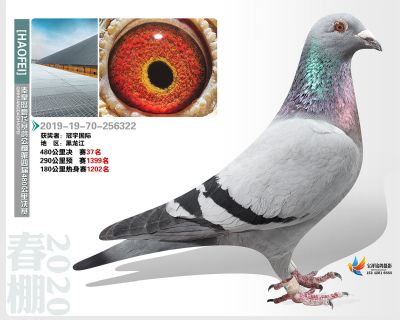 秦皇岛豪飞公棚决赛37名