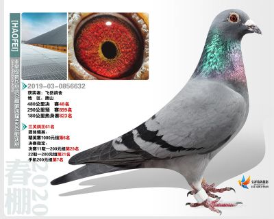 秦皇岛豪飞公棚决赛48名