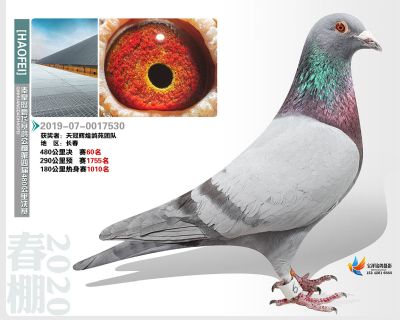 秦皇岛豪飞公棚决赛60名