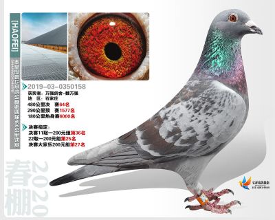 秦皇岛豪飞公棚决赛64名
