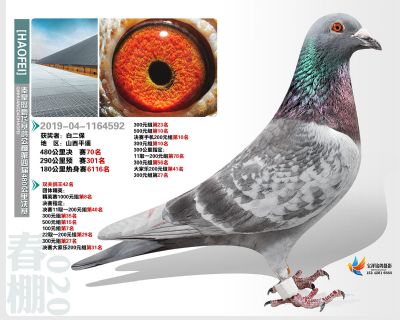 秦皇岛豪飞公棚决赛70名