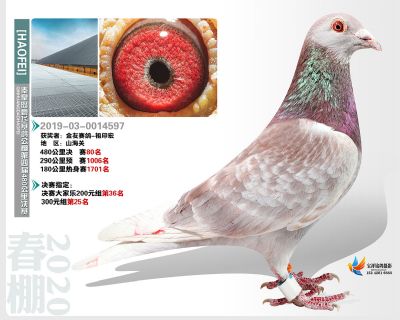 秦皇岛豪飞公棚决赛80名