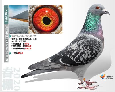 秦皇岛豪飞公棚决赛82名