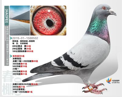 秦皇岛豪飞公棚决赛84名