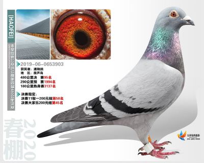 秦皇岛豪飞公棚决赛95名