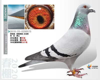 秦皇岛豪飞公棚决赛96名