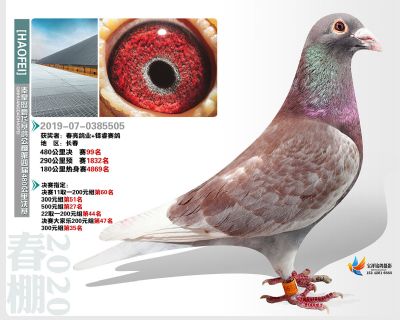 秦皇岛豪飞公棚决赛99名