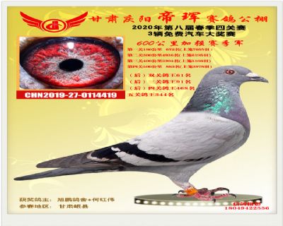 甘肃帝珲加强赛100名 - 信鸽现场拍卖平台 - 中国信鸽
