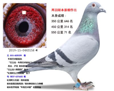 胡本原棚一代