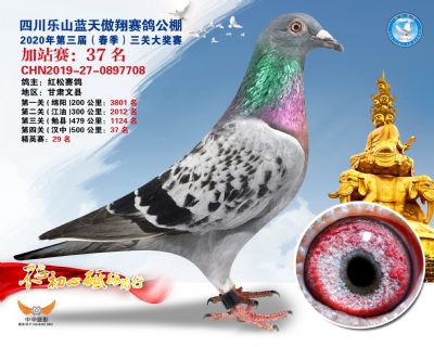 藍天傲翔加站賽37名