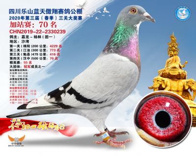 藍天傲翔加站賽70名