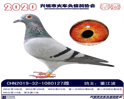 雙關32董江波