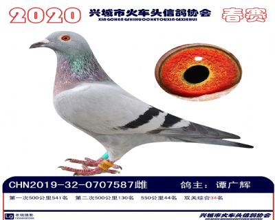 雙關34譚廣輝
