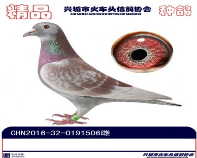 張溢明種鴿1