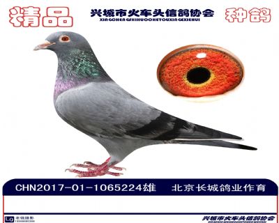 張溢明種鴿3