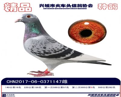 張溢明種鴿4