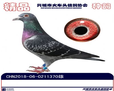 張溢明種鴿5