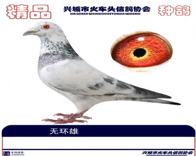 張溢明種鴿6