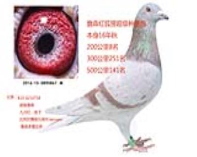 詹森红狐