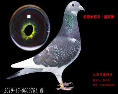 米歇尔.杨阿腾