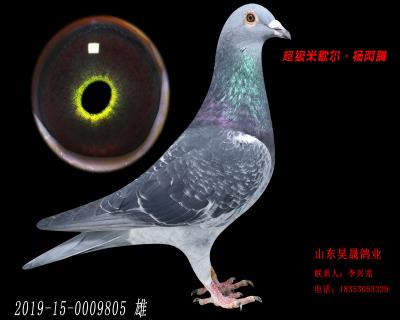 米歇尔.杨阿腾