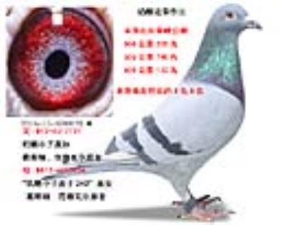 公棚600公里132名