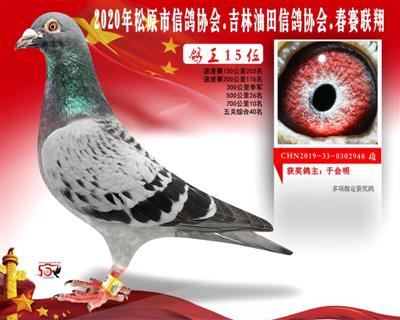 于会明油会成绩鸽