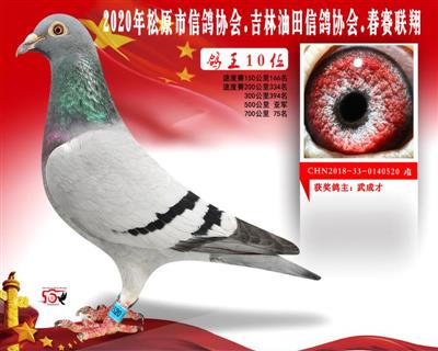 武成才成绩鸽