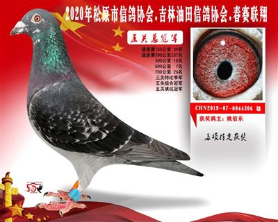 姚柏东成绩鸽