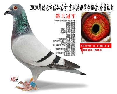 马博宇成绩鸽