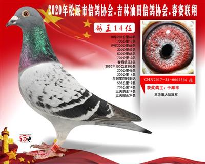 于海丰成绩鸽