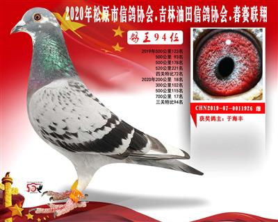 于海丰成绩鸽