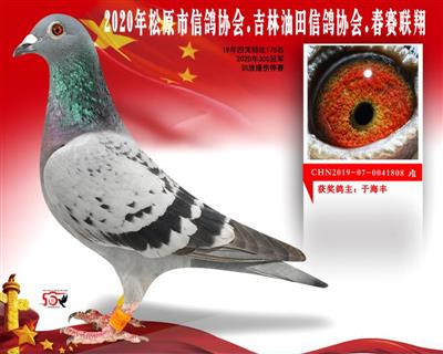 于海丰成绩鸽