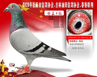张运成绩鸽