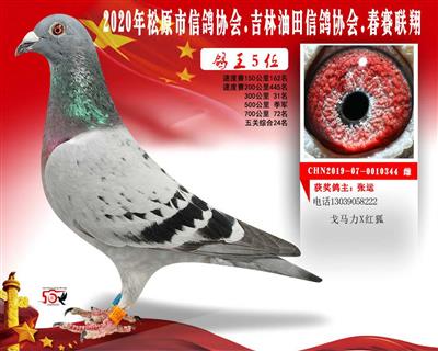 张运成绩鸽