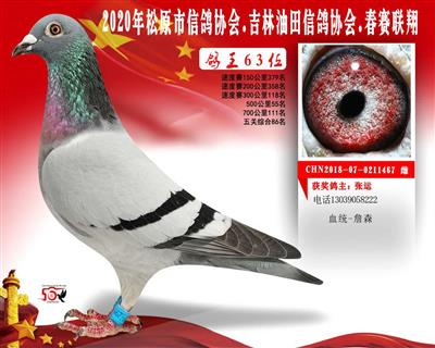 张运成绩鸽