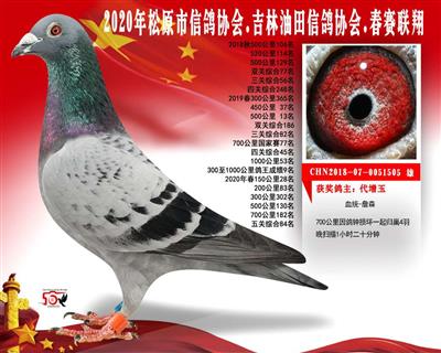 代增玉成绩鸽