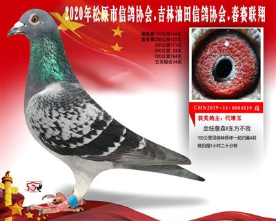 代增玉成绩鸽