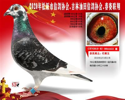 代增玉成绩鸽