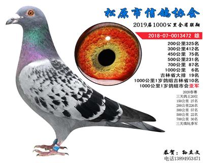 孙立文成绩鸽