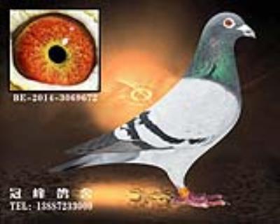 超级≯盖比