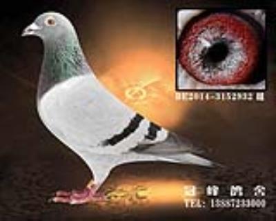 鲁迪直孙女
