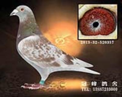 詹森.红狐狸→作出许多高位