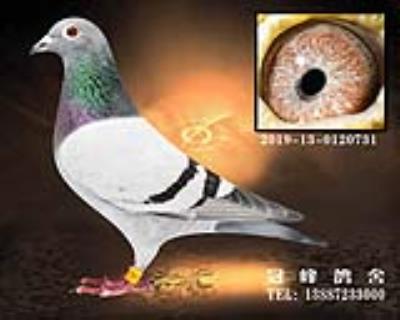 盖比X戈马力(晚生鸽)
