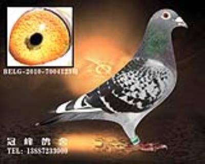 安德烈.吉普(原棚)