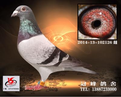 凡王.126