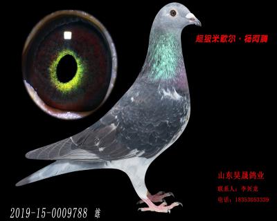 米歇尔.杨阿腾